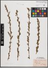 Foto von Salix daphnoides Vill. x Salix purpurea L.